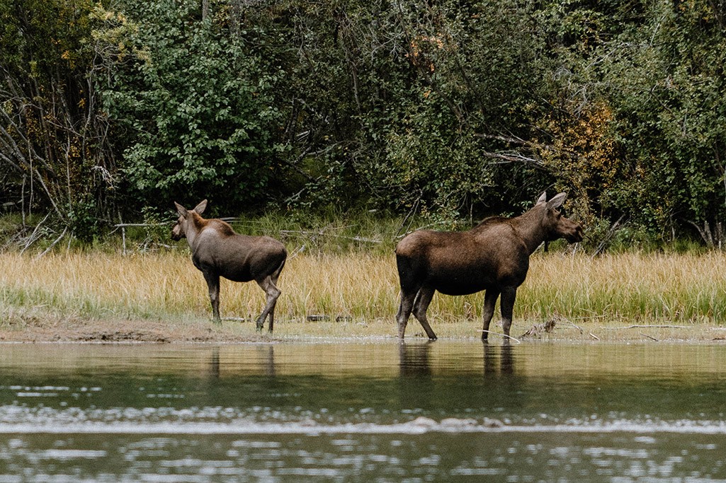 Elche am Ufer vom Yukon Fluss