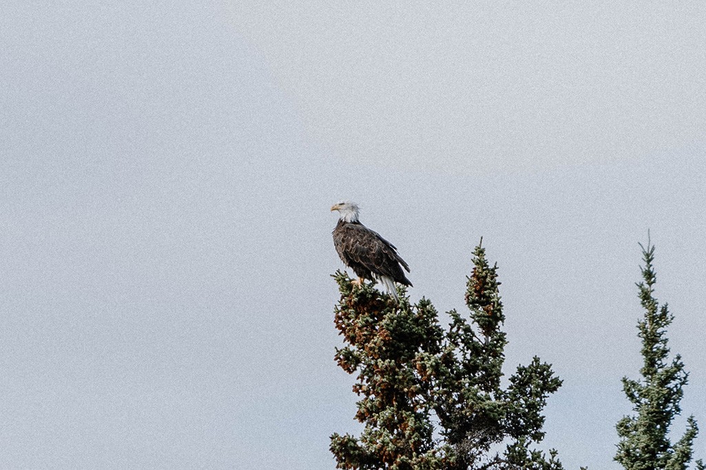 Weißkopfseeadler auf Baumspitze.