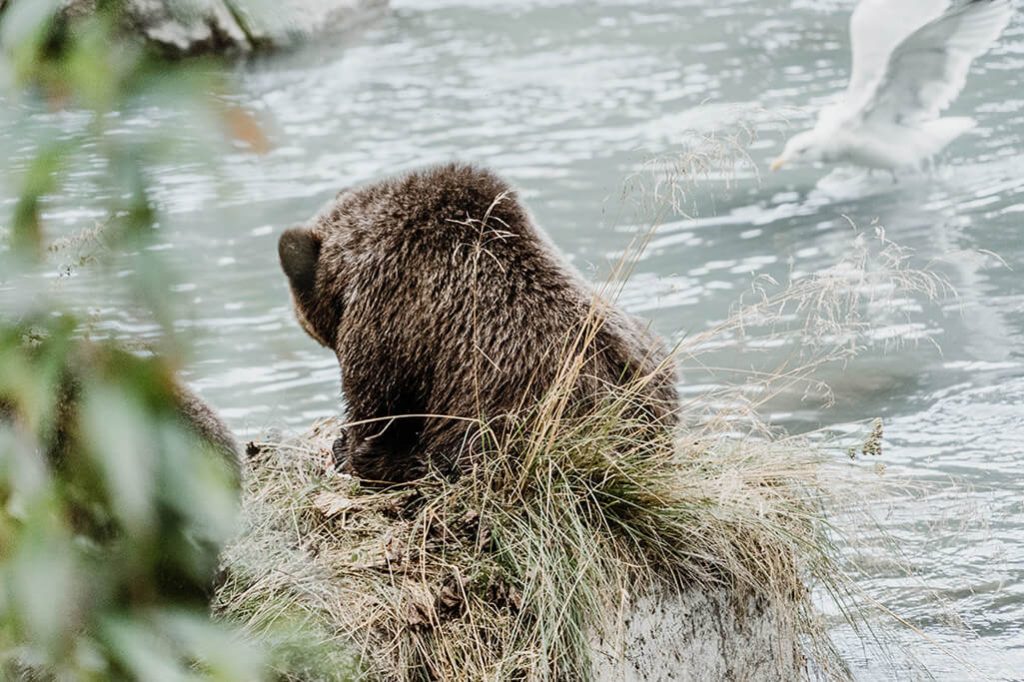 Baerensicherheit im Yukon