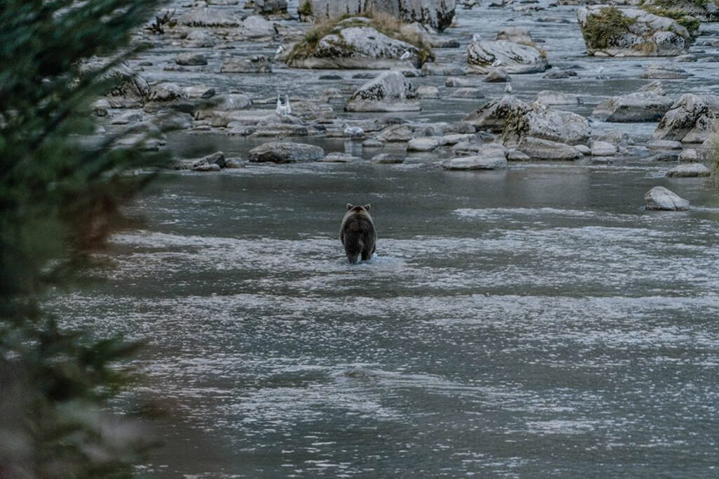 Baer sucht im Wasser nach Lachs