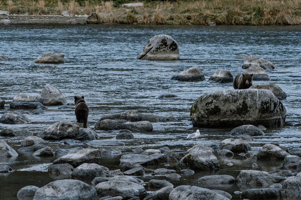 Jungtiere Grizzly in Fluss