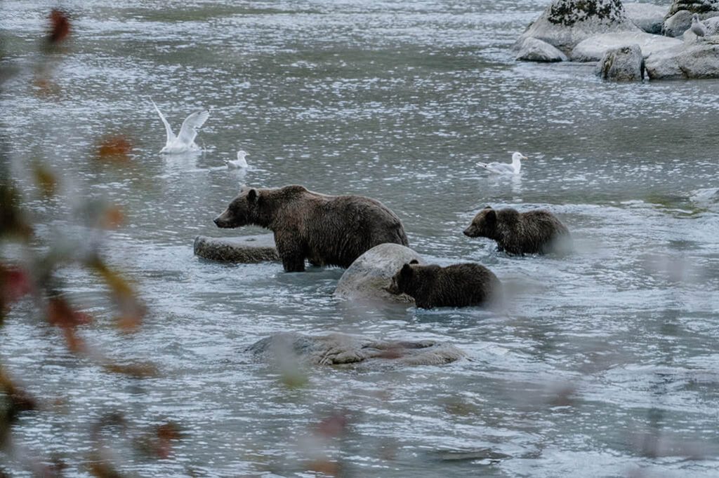 Grizzly Mutter mit Nachwuchs