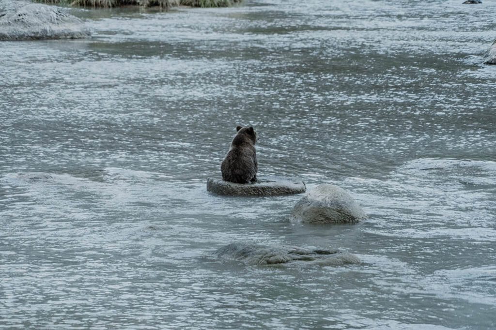 einzelner Baer auf Stein im Wasser