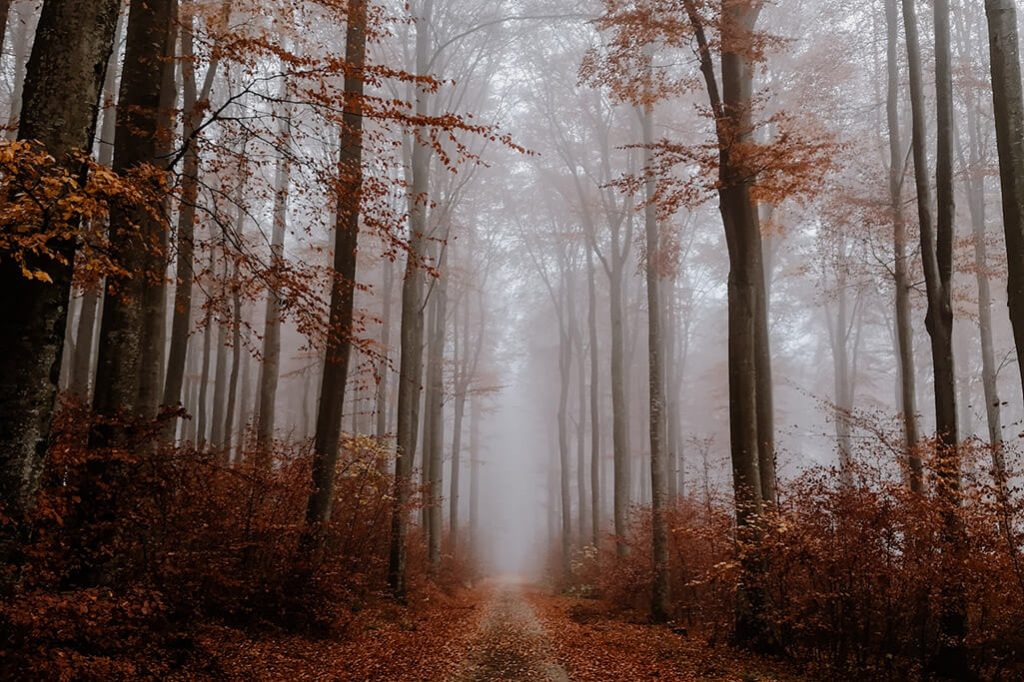 Wald fotografiert mit dem Huawei P20 Pro