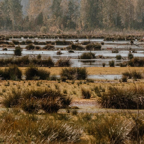 Moor in Estland. Moorschutz als Camping Geschenk.