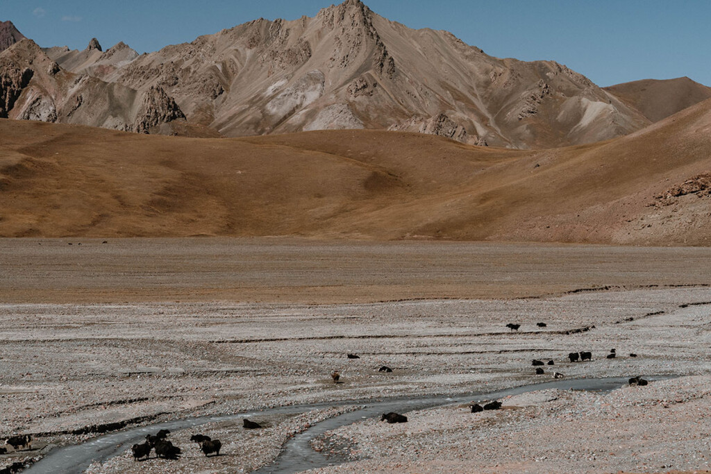 Yaks liegen am weitläufigen Flussbett am Pamir-Highway, Berge im Hintergrund.