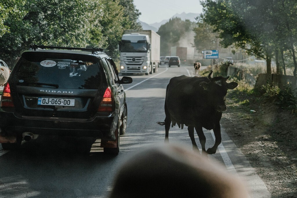 Georgien Reisetipp für den Verkehr: Fahrzeug fährt an Kuh vorbei, die auf einer Straße steht. Tiere sind Teil des Straßenverkehrs.