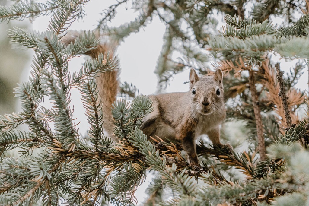 Eichhörnchen in Nadelbaum blickt in die Kamera.