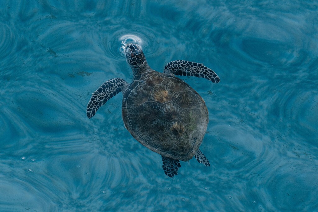 Schildkröte im Meer von oben fotografiert.