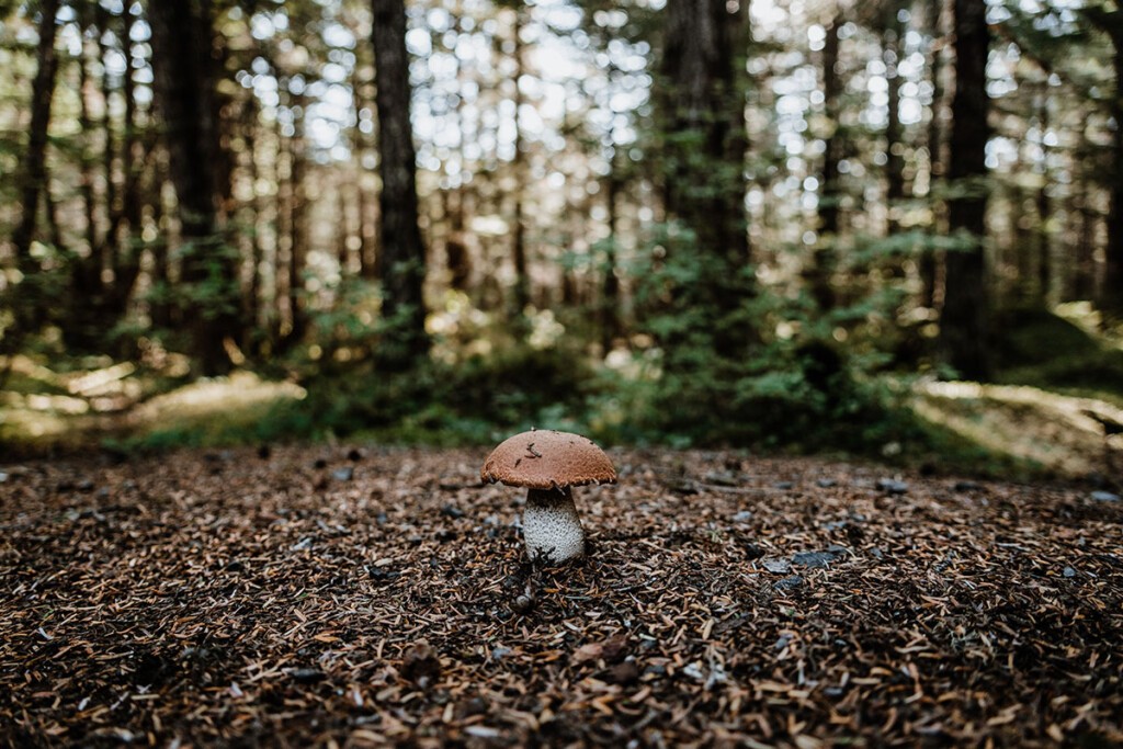 Steinpilz steht in Nadelwald.