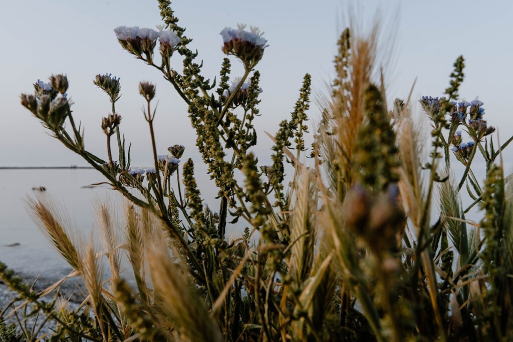 Mediterrane Pflanzen vor Meer.