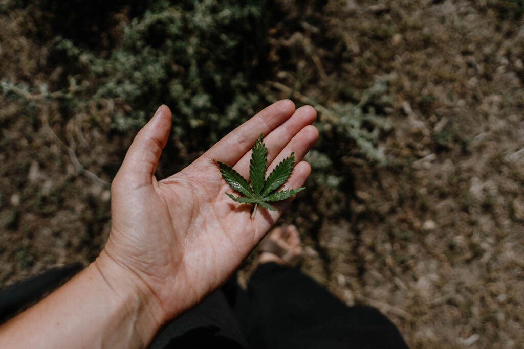 Hanfblatt liegt auf Handfläche, von oben fotografiert.