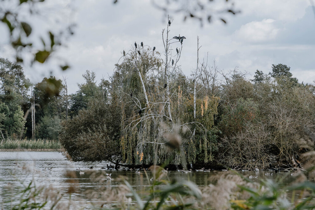 See mit Vögeln auf Bäumen im im UNESCO Biosphärenreservat Oberlausitzer Heide- und Teichlandschaft