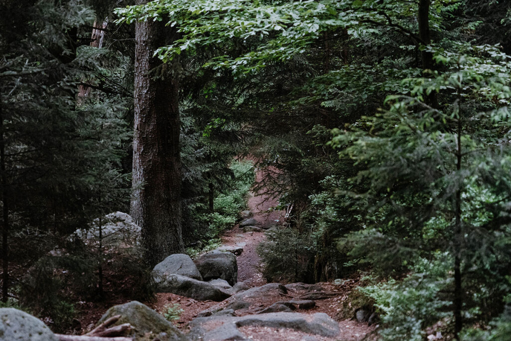 Rundum bewachsener Wanderweg im Zittauer Gebirge.