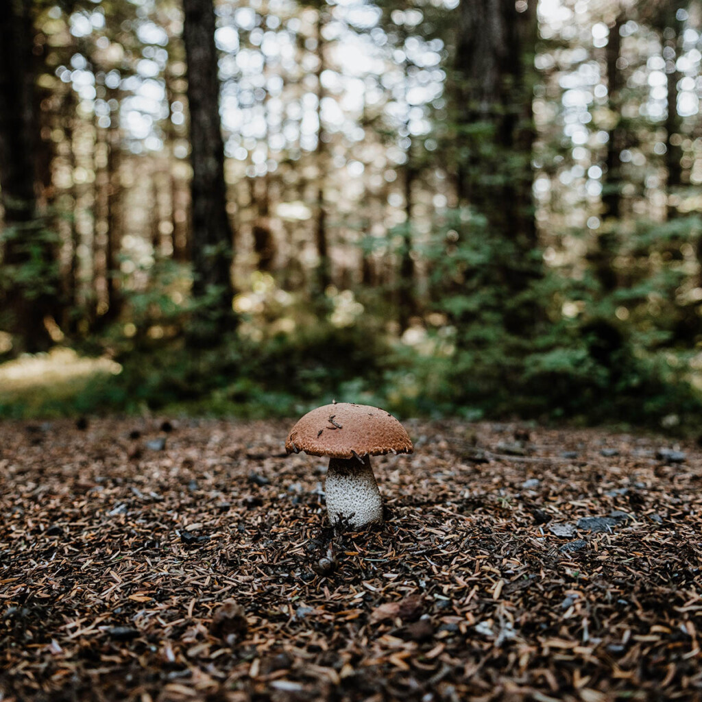 Pilz in Wald in Alaska