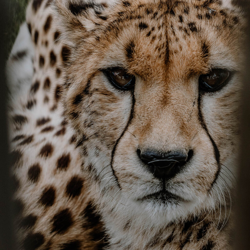 Nahaufnahme Gepard.