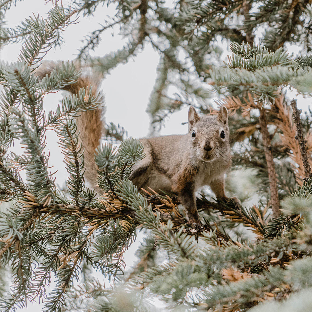 Eichhörnchen sitzt in Nadelbaum in Kanada.
